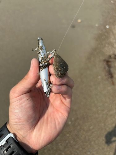 シタビラメの釣果