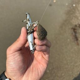シタビラメ