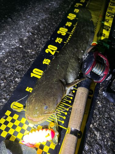 ナマズの釣果