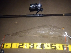 マゴチの釣果