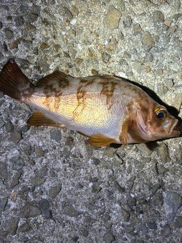メバルの釣果