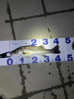 シーバスの釣果