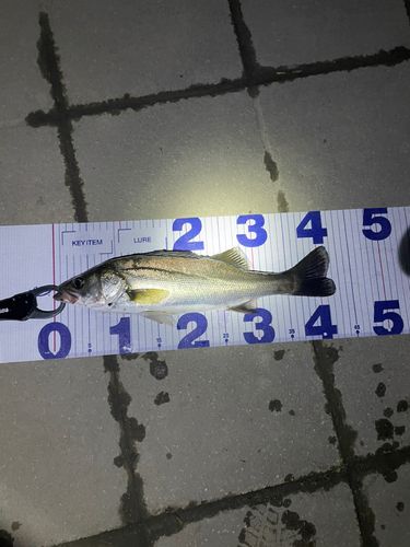 シーバスの釣果