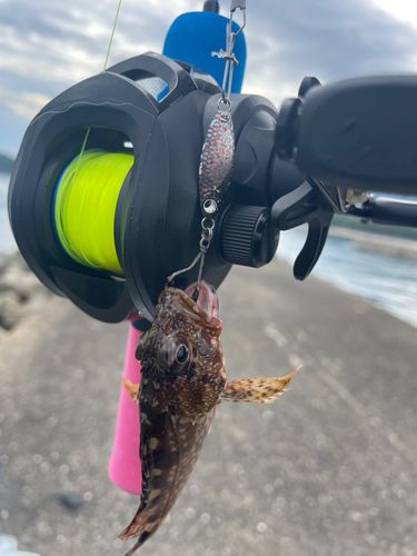 アラカブの釣果