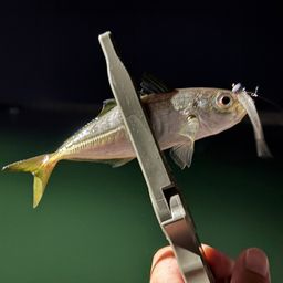 アジ