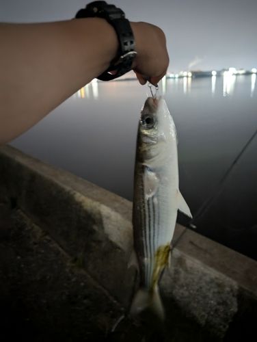 ボラの釣果