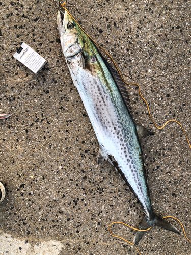 サワラの釣果