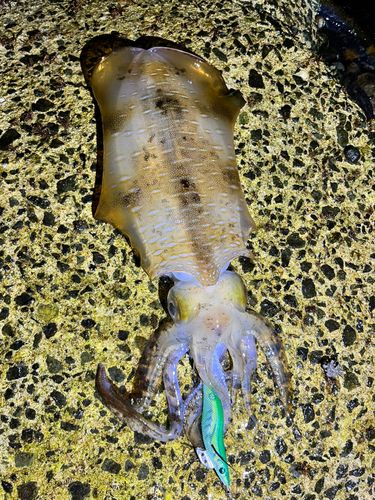 アオリイカの釣果