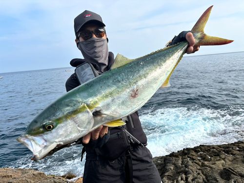 ヒラマサの釣果