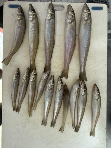 キスの釣果