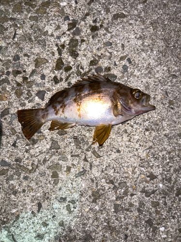 メバルの釣果