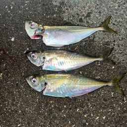 アジ