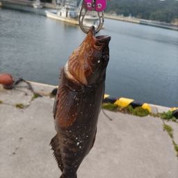 アイナメ