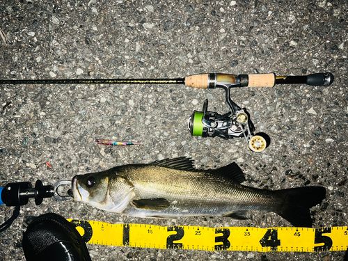 シーバスの釣果