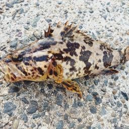 タケノコメバル