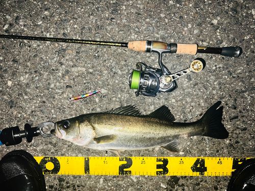 シーバスの釣果