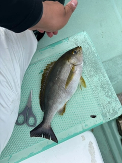 イサキの釣果