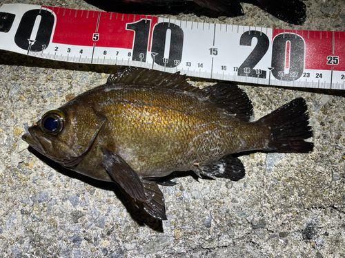 メバルの釣果