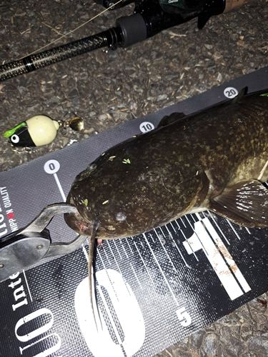 ナマズの釣果