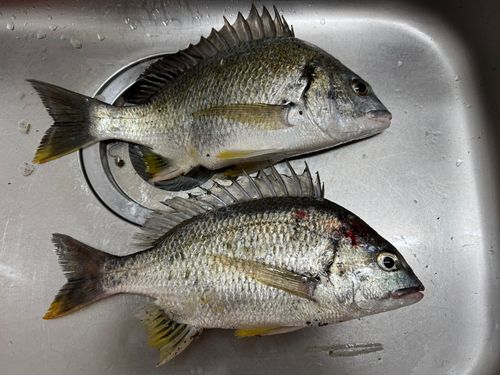 キチヌの釣果