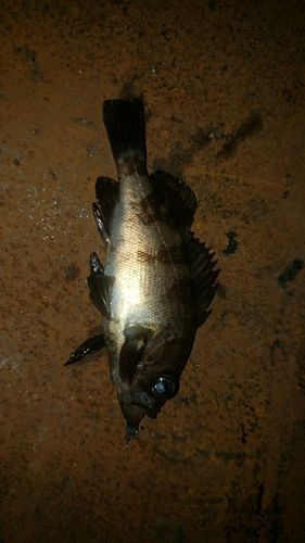 アカメバルの釣果