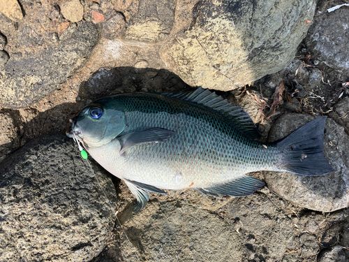 メジナの釣果