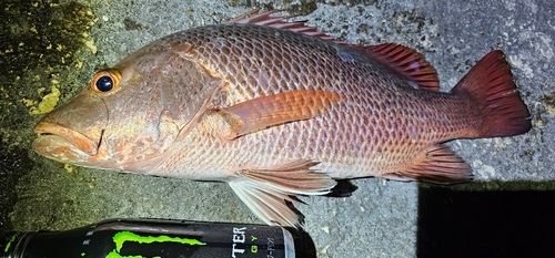 ゴマフエダイの釣果