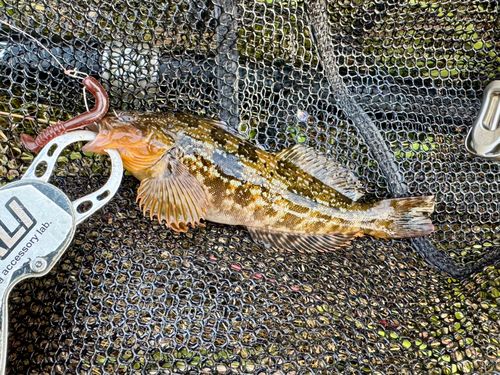 アイナメの釣果