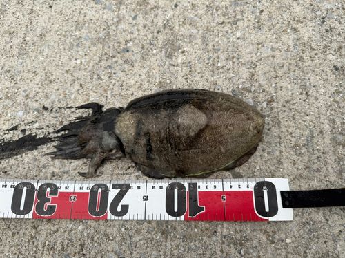 モンゴウイカの釣果