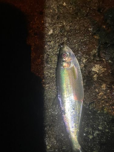 ヒラの釣果