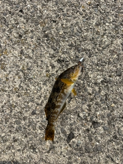 アイナメの釣果