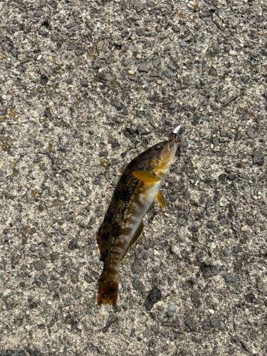 アイナメの釣果