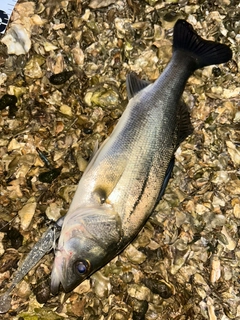 セイゴ（マルスズキ）の釣果