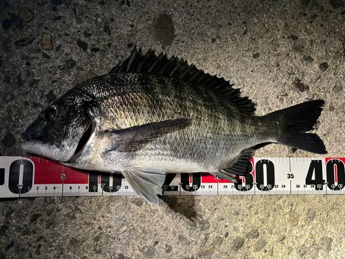 チヌの釣果