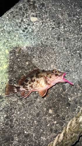 カサゴの釣果