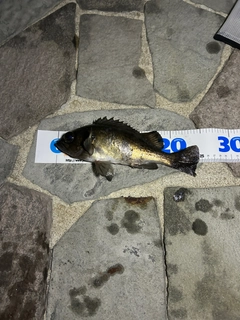 クロメバルの釣果