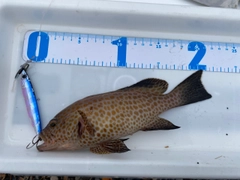 オオモンハタの釣果