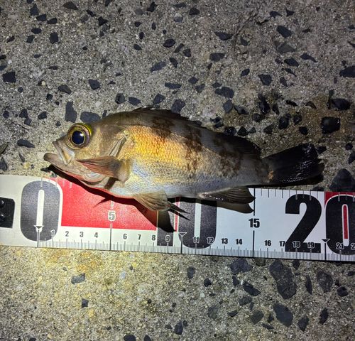 メバルの釣果