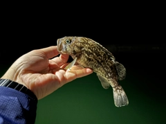 クロソイの釣果