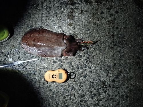 カミナリイカの釣果