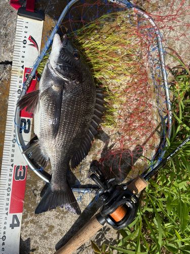 クロダイの釣果