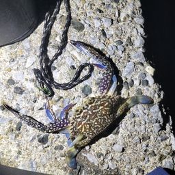 ガザミ