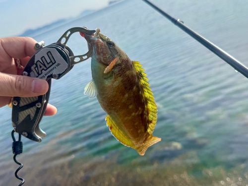 ホシササノハベラの釣果