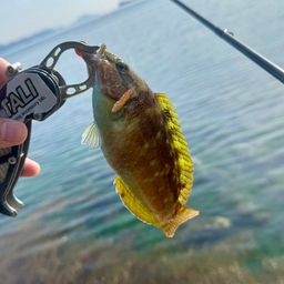 ホシササノハベラ