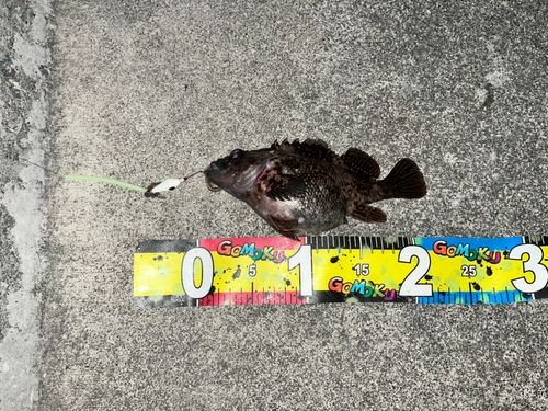 オウゴンムラソイの釣果