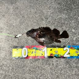 オウゴンムラソイ