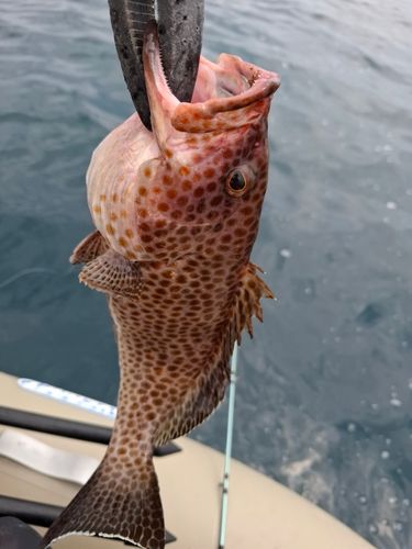 オオモンハタの釣果