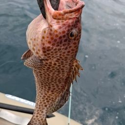 オオモンハタ