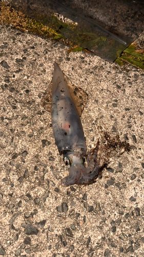 イカの釣果