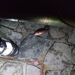 カサゴ